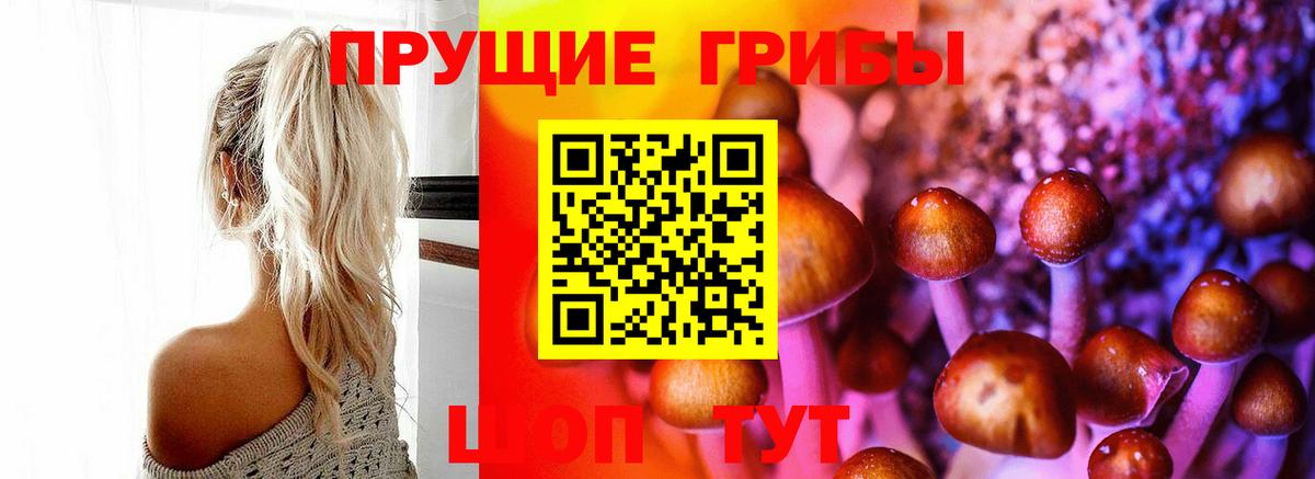 Алейск  Псилоцибиновые грибы Psilocybine cubensis  Вход с VPN 